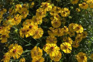 Sommer Hof - 7